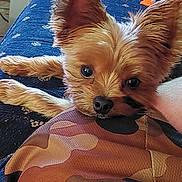 Koda is registered to the contest to win money with this photo: dog, small_dog, ears, couch, fabric, camouflage, resting, pet, indoors, close_up, brown_dog, fur, cute, looking_at_camera, animal, cozy, plush_toys, blue_couch, nose, eyes