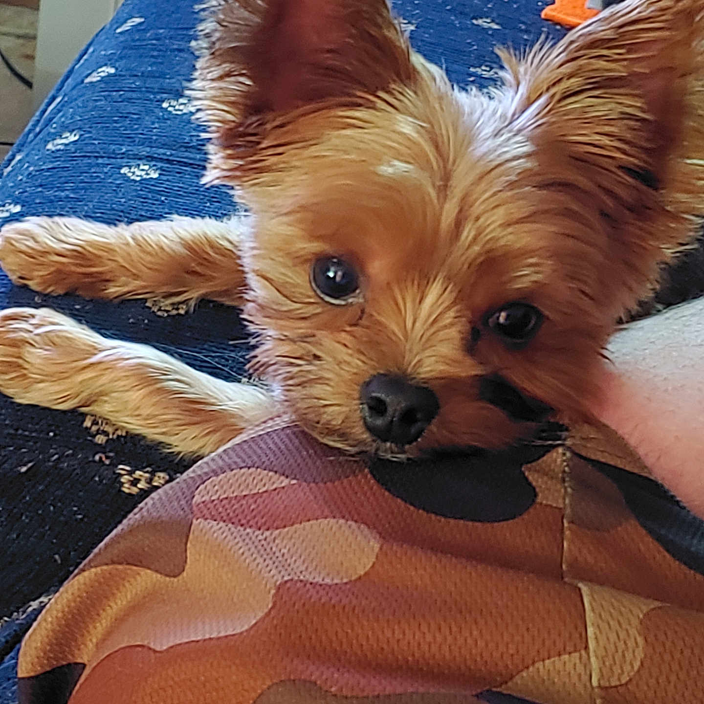 Koda is registered to the contest to win money with this photo: animal, blue_couch, brown_dog, camouflage, close_up, couch, cozy, cute, dog, ears, eyes, fabric, fur, indoors, looking_at_camera, nose, pet, plush_toys, resting, small_dog