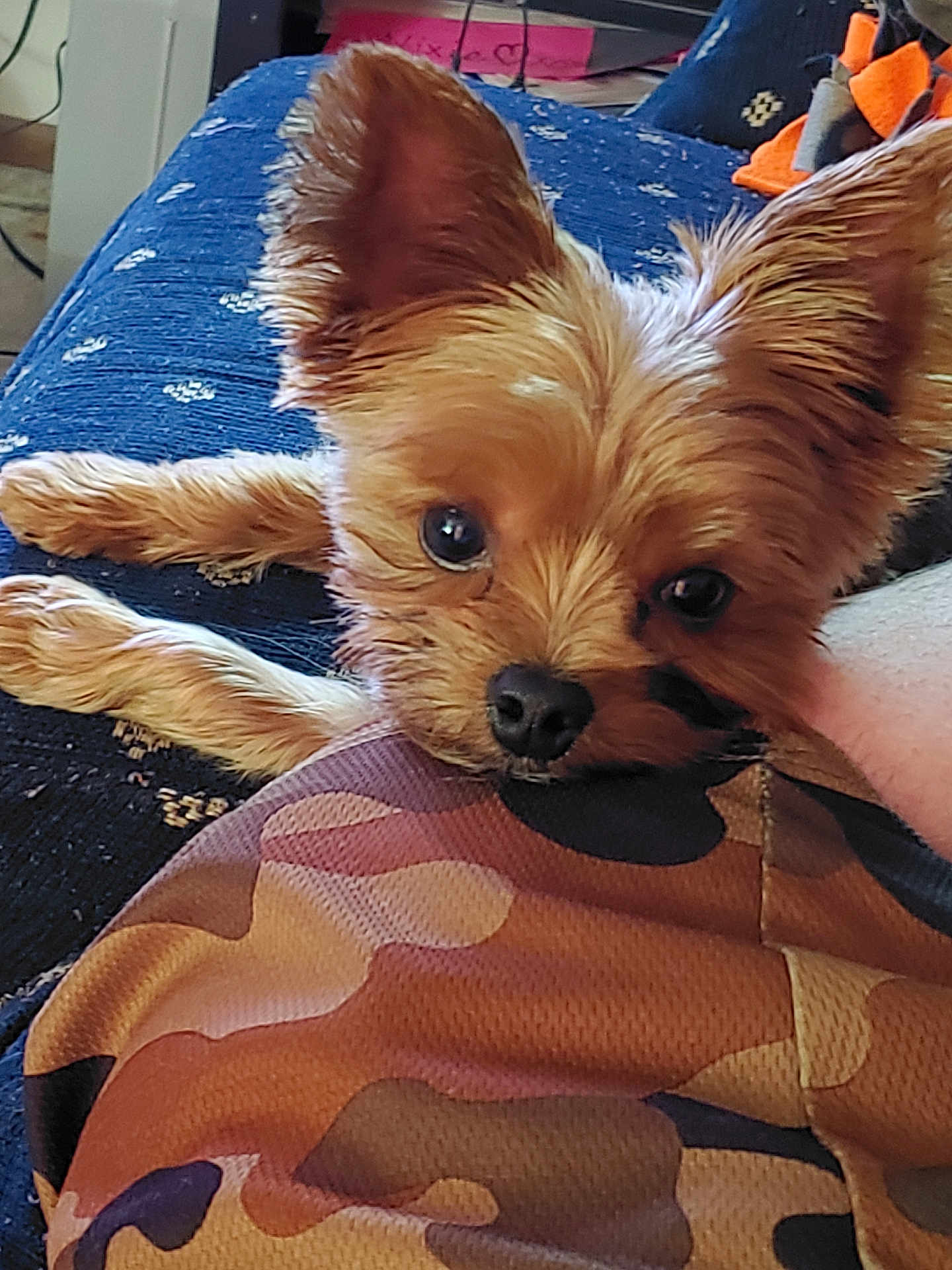 Koda