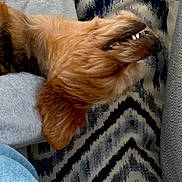 Bella joined the competition — help win amazing prizes! blanket, brown_fur, close_up, couch, cozy, dog, ear, fur, home_interior, jeans, open_mouth, patterned_cushion, portrait, relaxed, sleeping, snout, sofa, sweater_sleeve, teeth, upholstery