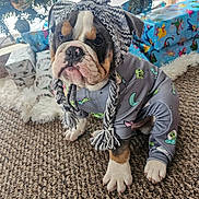 Baddest Bodacious joined the competition — help win amazing prizes! bulldog, puppy, dog, hat, knitted_hat, pajamas, space_theme, pom_pom, carpet, christmas_tree, ornaments, presents, wrapped_gifts, holiday, indoor, pet, cute, animal, decorations, floor