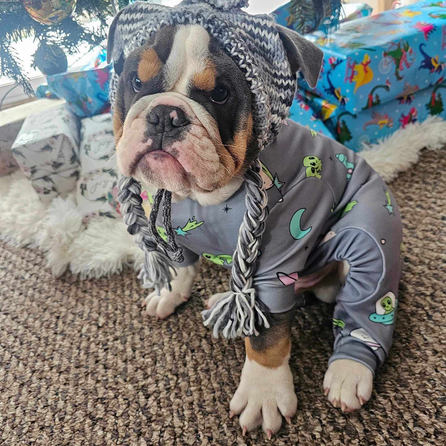 Baddest Bodacious joined the competition — help win amazing prizes! animal, bulldog, carpet, christmas_tree, cute, decorations, dog, floor, hat, holiday, indoor, knitted_hat, ornaments, pajamas, pet, pom_pom, presents, puppy, space_theme, wrapped_gifts