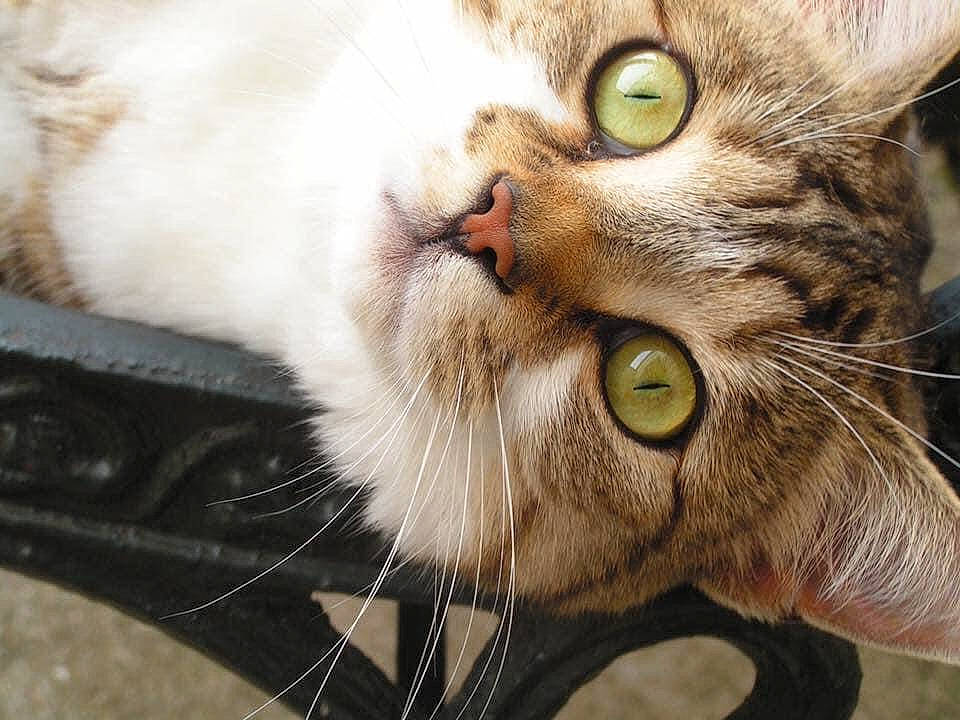 Galipette participe au concours pour gagner de l'argent avec cette photo : carnivore, cat, domestic_short_haired_cat, ear, event, eye, felidae, fur, grass, head, paw, plant, small_to_medium_sized_cats, snout, terrestrial_animal, whiskers