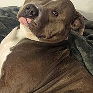 Kilo joined the competition — help win amazing prizes! animal, blanket, brown, canine, decor, dog, ears, fur, home, indoor, looking_back, muzzle, nose, pet, pitbull, portrait, relaxed, resting, tiles, white