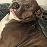animal, blanket, brown, canine, decor, dog, ears, fur, home, indoor, looking_back, muzzle, nose, pet, pitbull, portrait, relaxed, resting, tiles, white