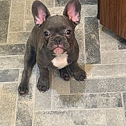 Maverick joined the competition — help win amazing prizes! dog, puppy, french_bulldog, pet, animal, indoor, floor, tile_floor, brown_dog, white_patch, ears, cute, looking_up, young_dog, companion, domestic_animal, small_dog, paw, sitting, adorable