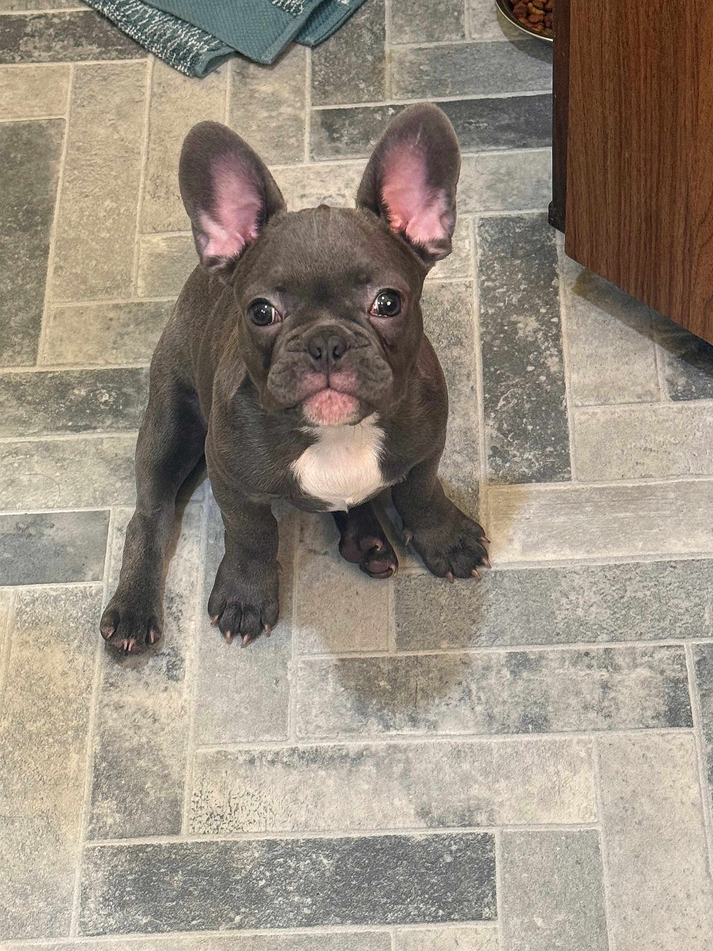 Maverick joined the competition — help win amazing prizes! dog, puppy, french_bulldog, pet, animal, indoor, floor, tile_floor, brown_dog, white_patch, ears, cute, looking_up, young_dog, companion, domestic_animal, small_dog, paw, sitting, adorable