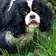 June a rejoint le concours — aidez-le/la à gagner de superbes lots ! dog, black_and_white, grass, plants, outdoor, nature, cute, tongue, floppy_ears, pet, animal, fur, greenery, close_up, canine, garden, leafy, adorable, curious, portrait