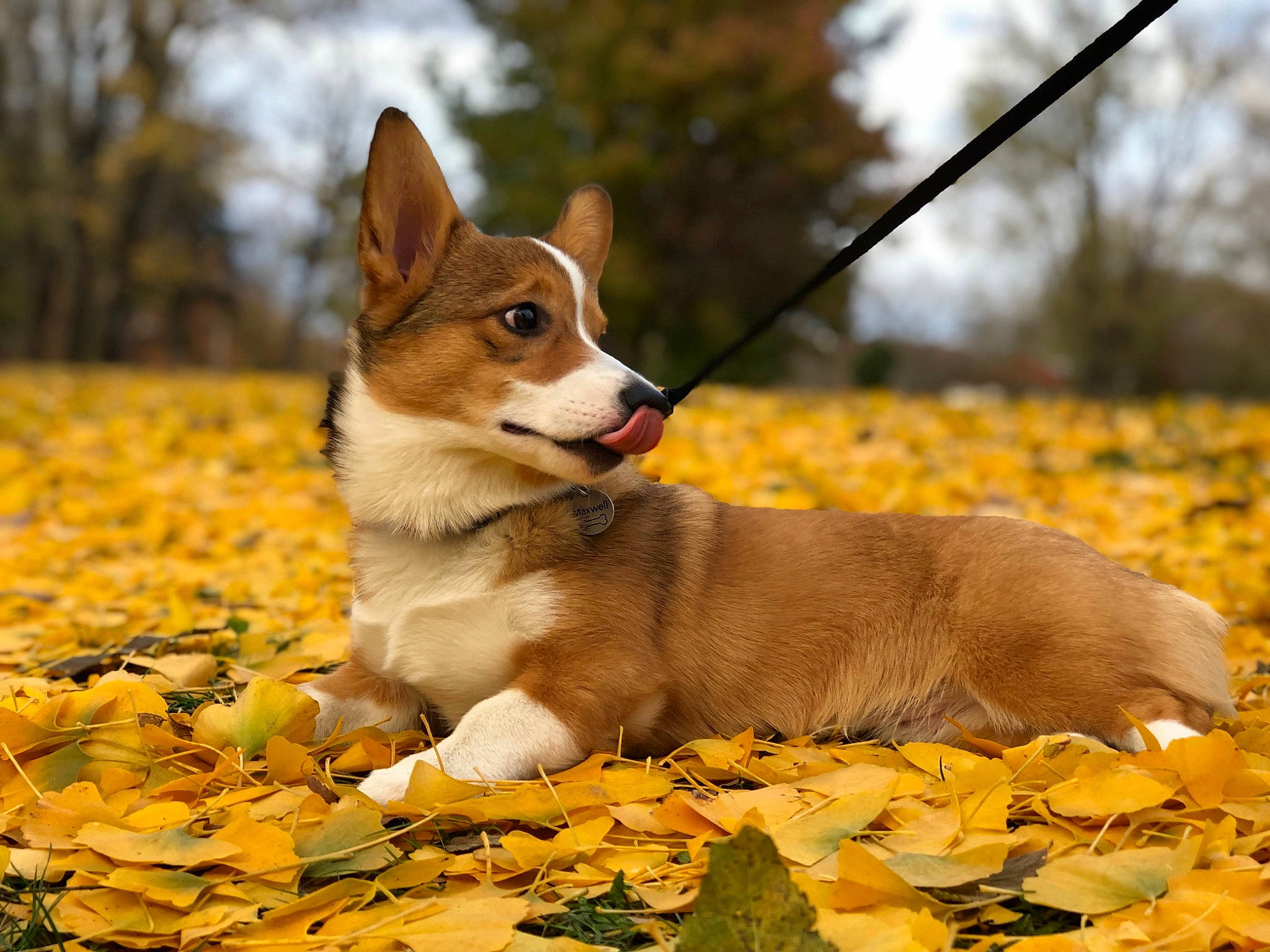 Max is registered to the contest to win money with this photo: autumn, carnivore, companion_dog, deciduous, dog, dog_breed, fawn, grass, natural_landscape, plant, sky, snout, sporting_group, tail, terrestrial_animal, tree, trunk, twig, whiskers, wood