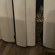 Kaia joined the competition — help win amazing prizes! cat, tabby, peeking, vertical_blinds, curious, indoor, floor, wood_floor, shadow, dark, pet, animal, striped, whiskers, eyes, alone, quiet, home, hidden, playful