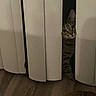 cat, tabby, peeking, vertical_blinds, curious, indoor, floor, wood_floor, shadow, dark, pet, animal, striped, whiskers, eyes, alone, quiet, home, hidden, playful