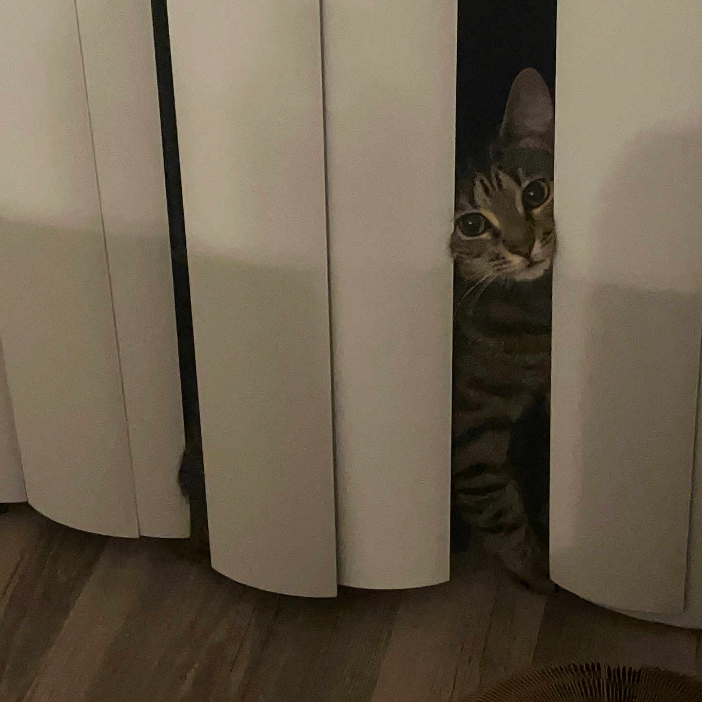 Kaia joined the competition — help win amazing prizes! cat, tabby, peeking, vertical_blinds, curious, indoor, floor, wood_floor, shadow, dark, pet, animal, striped, whiskers, eyes, alone, quiet, home, hidden, playful