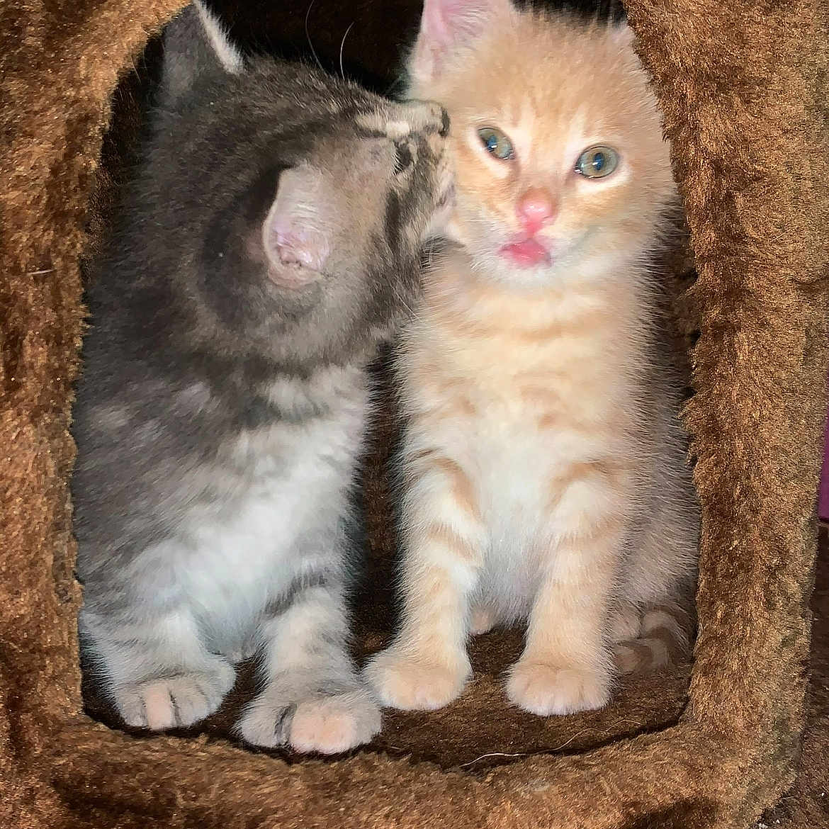 Luna And Max joined the competition — help win amazing prizes! abyssinian, angora, animal, cat, den, hole, indoors, kitten, manx, pet, siamese