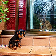 Pookie participe au concours pour gagner de l'argent avec cette photo : puppy, dog, cat, pets, window, reflection, plant, flower_pot, stairs, tile, outdoor, indoor, furry, animal, curious, brown, black, orange, house, pet_care