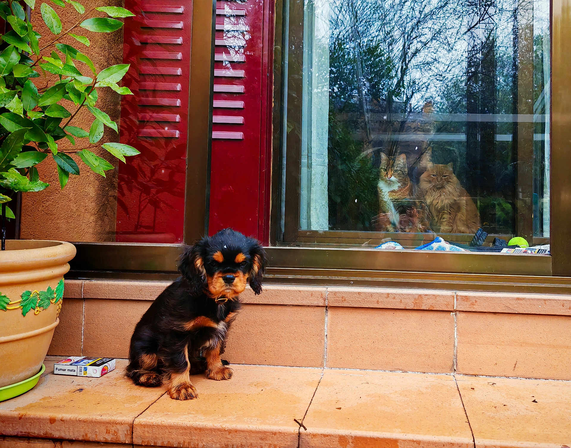 Pookie participe au concours pour gagner de l'argent avec cette photo : puppy, dog, cat, pets, window, reflection, plant, flower_pot, stairs, tile, outdoor, indoor, furry, animal, curious, brown, black, orange, house, pet_care