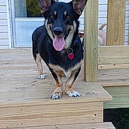 Luca joined the competition — help win amazing prizes! animal, canine, collar, dog, domestic_animal, door, ears, front_door, happy, house, outdoor, pet, playful, stairs, sunlight, tongue, tongue_out, two_dogs, wood, wooden_deck