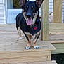 animal, canine, collar, dog, domestic_animal, door, ears, front_door, happy, house, outdoor, pet, playful, stairs, sunlight, tongue, tongue_out, two_dogs, wood, wooden_deck