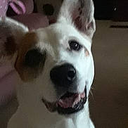 Kira is registered to the contest to win money with this photo: canaan_dog, dog, dog_breed, dog_breed_group, dog_like_mammal, ear, nose, snout, whiskers