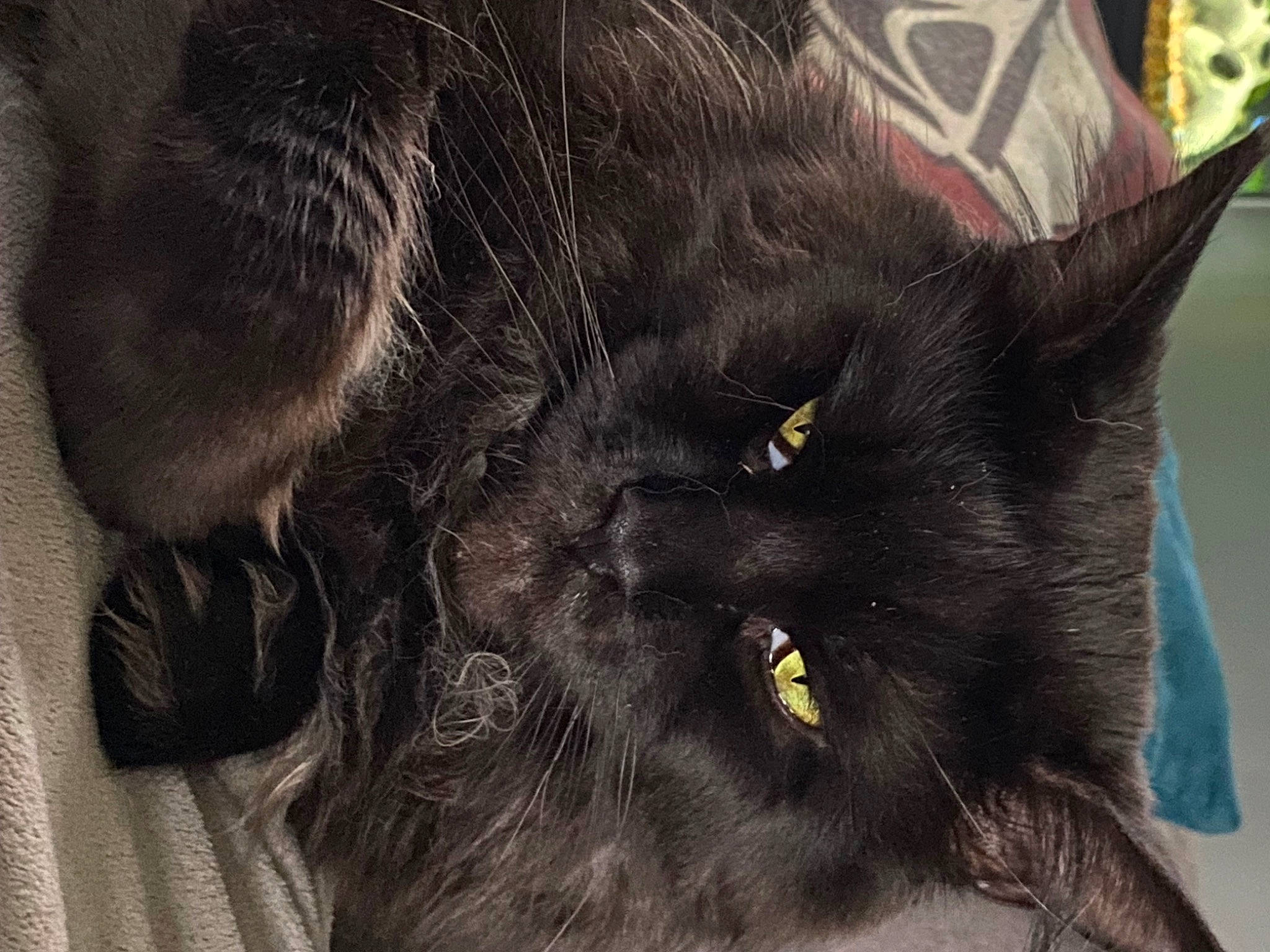 Yoda a rejoint le concours — aidez-le/la à gagner de superbes lots ! black_cat, bombay, carnivore, cat, claw, comfort, domestic_short_haired_cat, felidae, fur, grey, paw, small_to_medium_sized_cats, snout, tail, terrestrial_animal, whiskers, working_animal