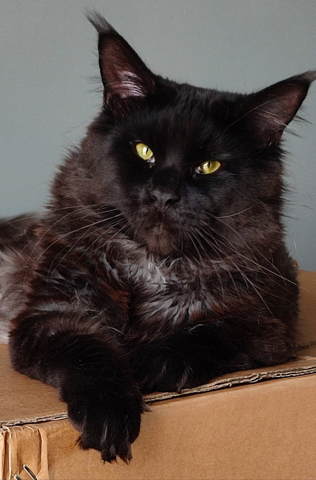 Yoda a rejoint le concours — aidez-le/la à gagner de superbes lots ! black_cat, bombay, carnivore, cat, claw, domestic_short_haired_cat, felidae, fur, grey, iris, paw, sitting, small_to_medium_sized_cats, snout, tail, terrestrial_animal, whiskers