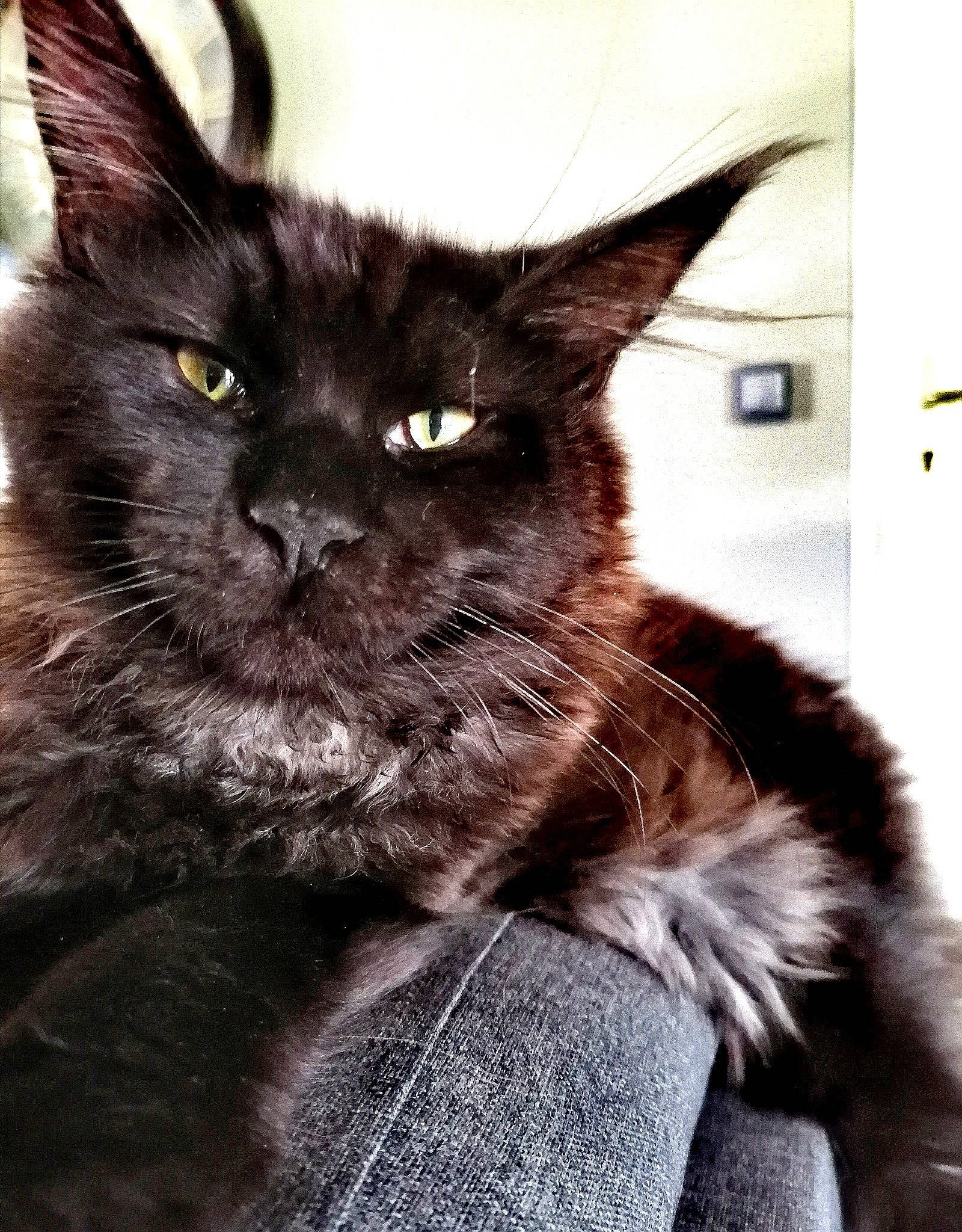 Yoda participe au concours pour gagner de l'argent avec cette photo : black_cat, carnivore, cat, claw, comfort, domestic_short_haired_cat, eye, felidae, fur, iris, monochrome, monochrome_photography, small_to_medium_sized_cats, snout, tail, terrestrial_animal, whiskers