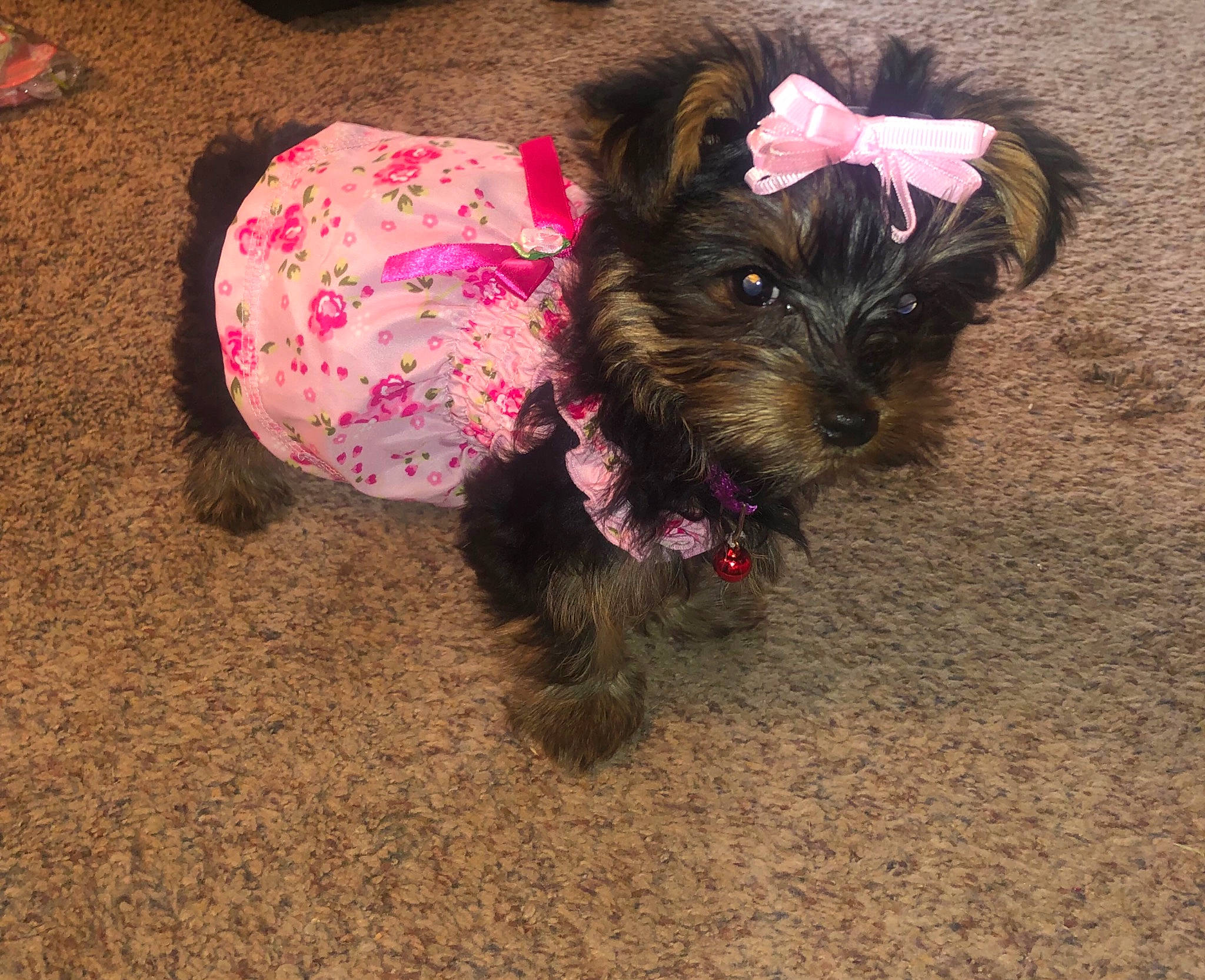 Gracie joined the competition — help win amazing prizes! biewer_terrier, canidae, carnivore, companion_dog, dog, dog_breed, dog_clothes, dog_supply, fur, liver, mammal, pet_supply, pink, small_terrier, snout, sporting_group, terrier, toy_dog, working_animal, yorkipoo