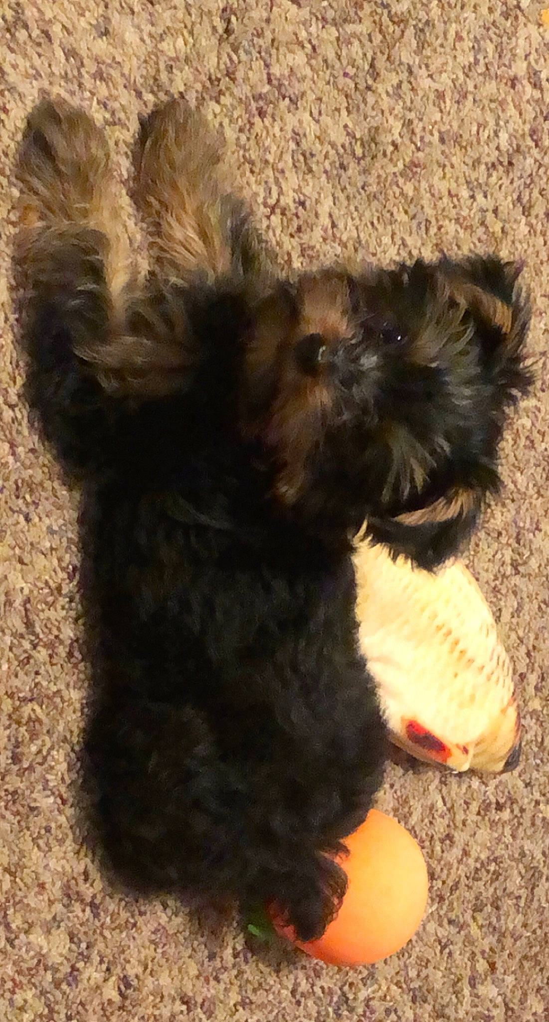 Gracie joined the competition — help win amazing prizes! canidae, carnivore, companion_dog, dog, dog_breed, fawn, foot, fur, liver, paw, small_terrier, snout, soil, sporting_group, tail, terrestrial_animal, terrier, toy_dog, working_animal, yorkipoo