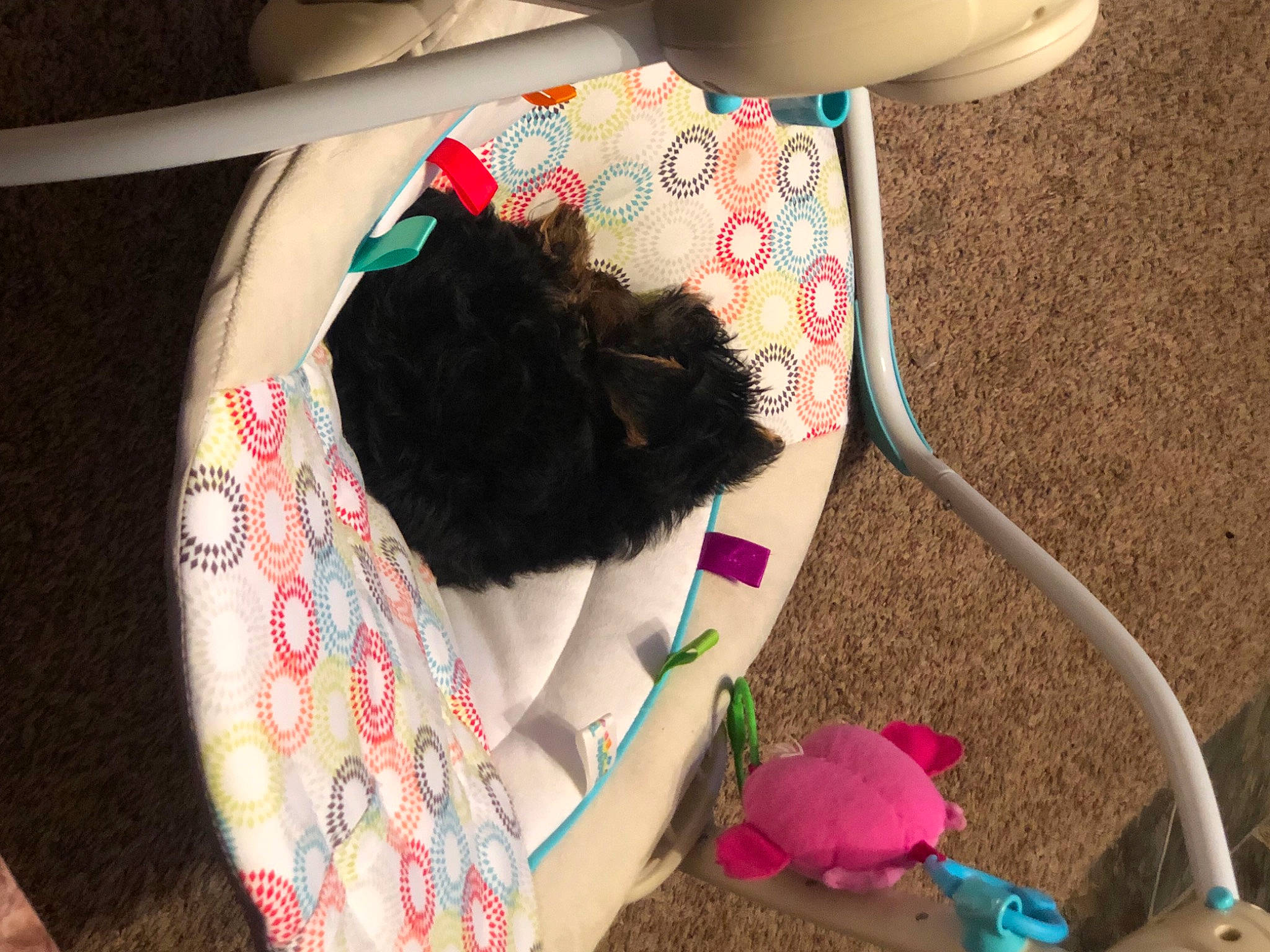 Gracie is registered to the contest to win money with this photo: art, bag, fawn, felidae, linens, luggage_and_bags, magenta, mammal, pattern, pink, plush, product, small_to_medium_sized_cats, stuffed_toy, tail, textile, toy, vertebrate, wool, woolen