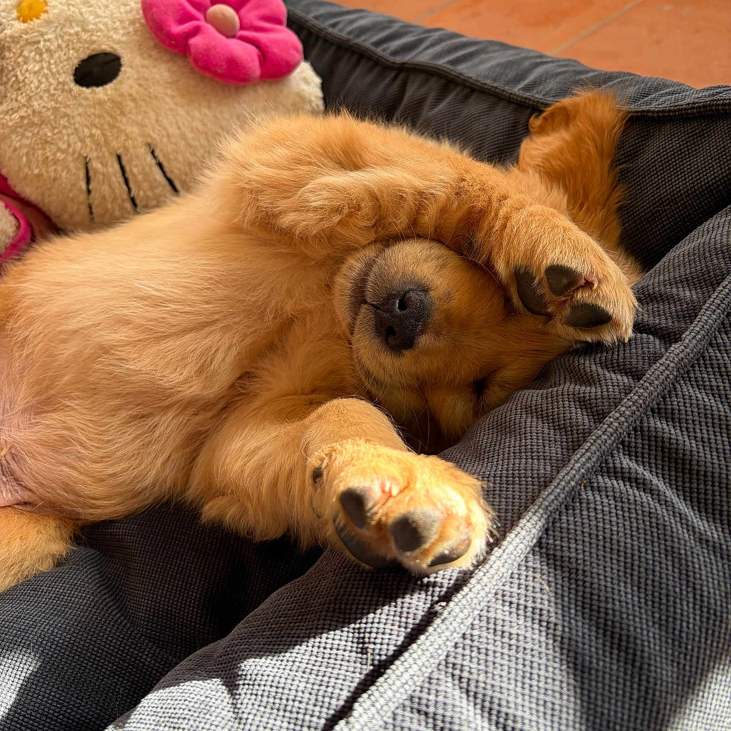 Brooks a rejoint le concours — aidez-le/la à gagner de superbes lots ! puppy, dog, sleeping, paw, pet_bed, plush_toy, hello_kitty, pink_flower, cozy, indoor, sunlight, tile_floor, cute, fluffy, resting, relaxed, animal, pet, soft, comfort