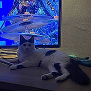 Cookie a rejoint le concours — aidez-le/la à gagner de superbes lots !