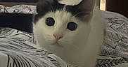 Cookie participe au concours pour gagner de l'argent avec cette photo : cat, black_and_white_cat, bed, blanket, patterned_blanket, indoor, curious, pet, animal, feline, eyes, face, whiskers, ears, resting, furniture, laptop, technology, cozy, soft_light