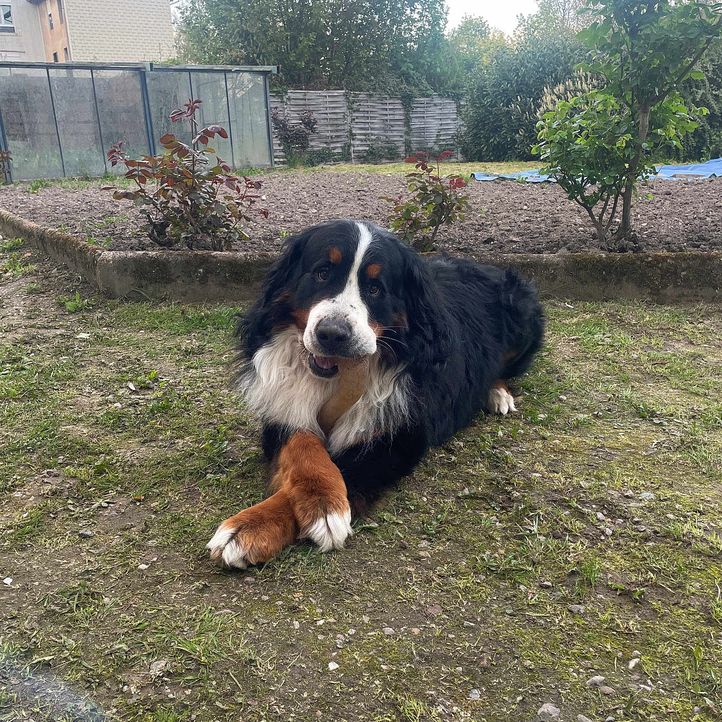 Ulysse participe au concours pour gagner de l'argent avec cette photo : dog, bernese_mountain_dog, grass, garden, bone, outdoor, pet, animal, canine, fur, playful, paws, yard, plants, trees, fence, nature, resting, crossed_paws, house