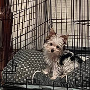 Titus is registered to the contest to win money with this photo: dog, crate, cushion, pet, indoor, fur, small_dog, wire_cage, floor, head_tilt, curious, animal, companion, domestic, resting, pup, cute, cozy, furniture, home