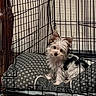 dog, crate, cushion, pet, indoor, fur, small_dog, wire_cage, floor, head_tilt, curious, animal, companion, domestic, resting, pup, cute, cozy, furniture, home