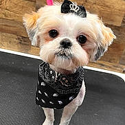 Zero joined the competition — help win amazing prizes! dog, small_dog, black_bandana, bow, crown, fur, fluffy, pet, animal, cute, portrait, indoor, floor, wooden_wall, looking_up, adorable, groomed, standing, black_and_white, close_up