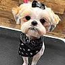 dog, small_dog, black_bandana, bow, crown, fur, fluffy, pet, animal, cute, portrait, indoor, floor, wooden_wall, looking_up, adorable, groomed, standing, black_and_white, close_up