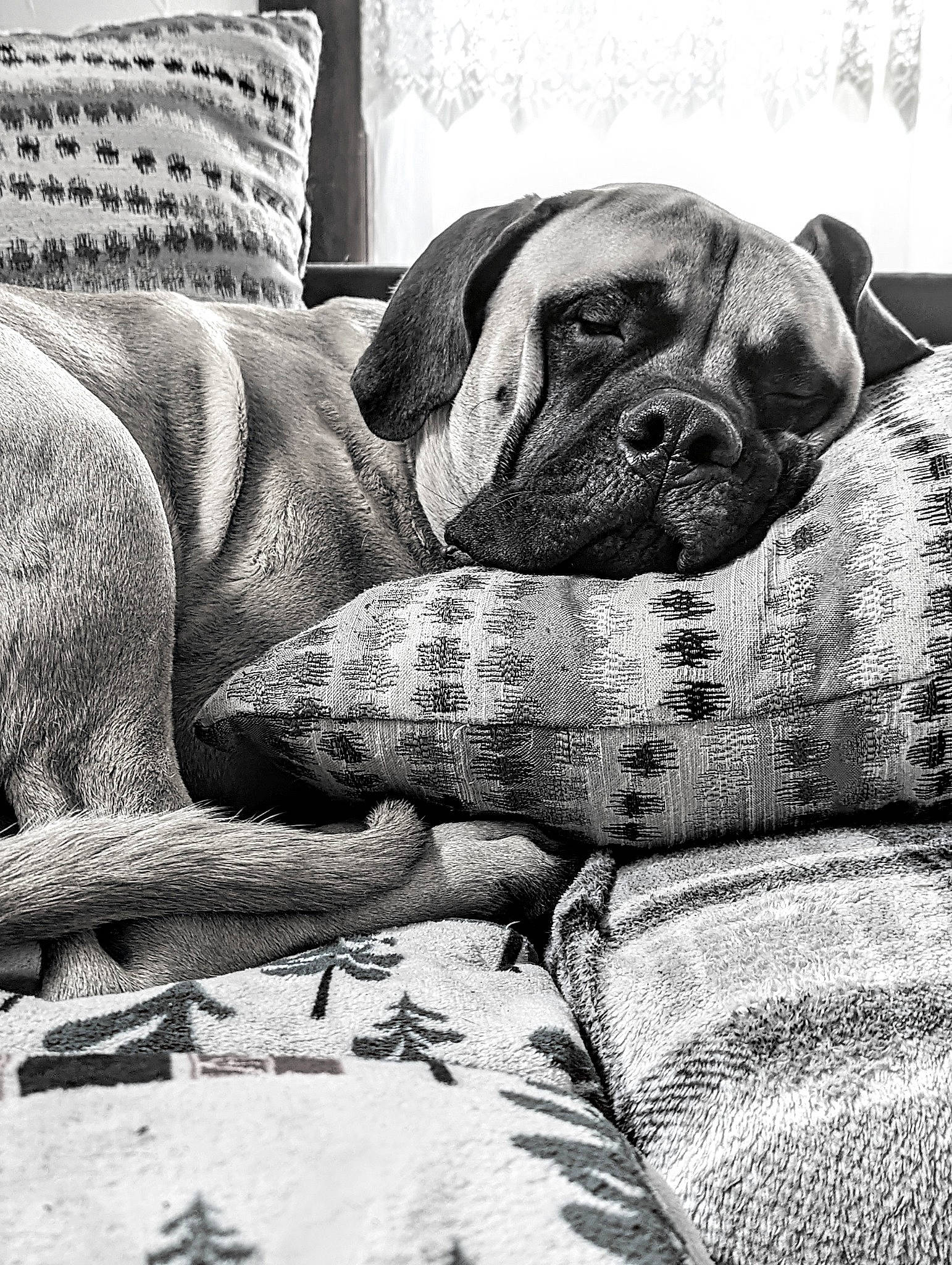 Brutus