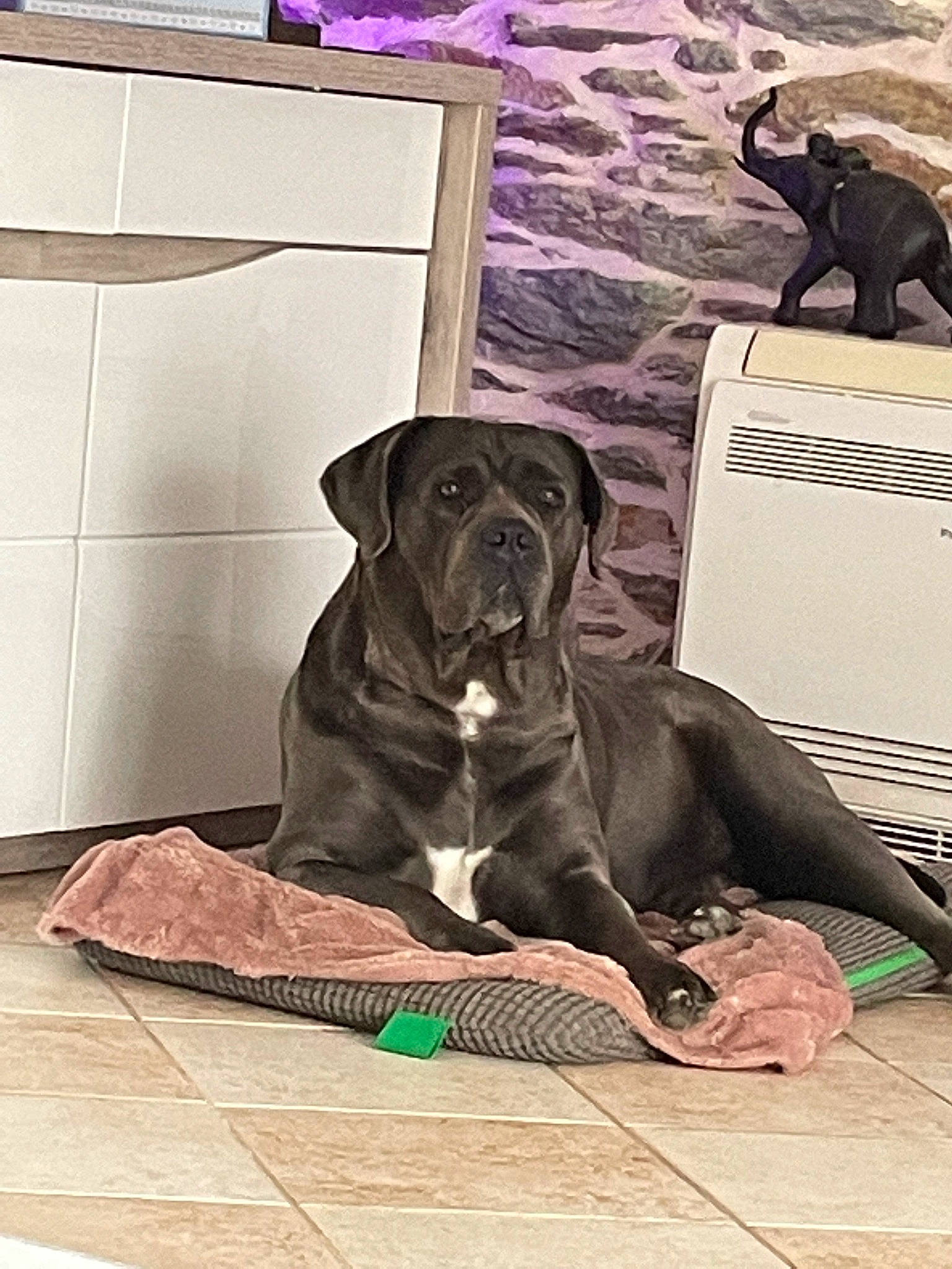 Malika participe au concours pour gagner de l'argent avec cette photo : art, canidae, carnivore, comfort, companion_dog, dog, dog_breed, dog_collar, dog_supply, fawn, flooring, grey, gun_dog, liver, mammal, pet_supply, snout, sporting_group, vertebrate, working_animal