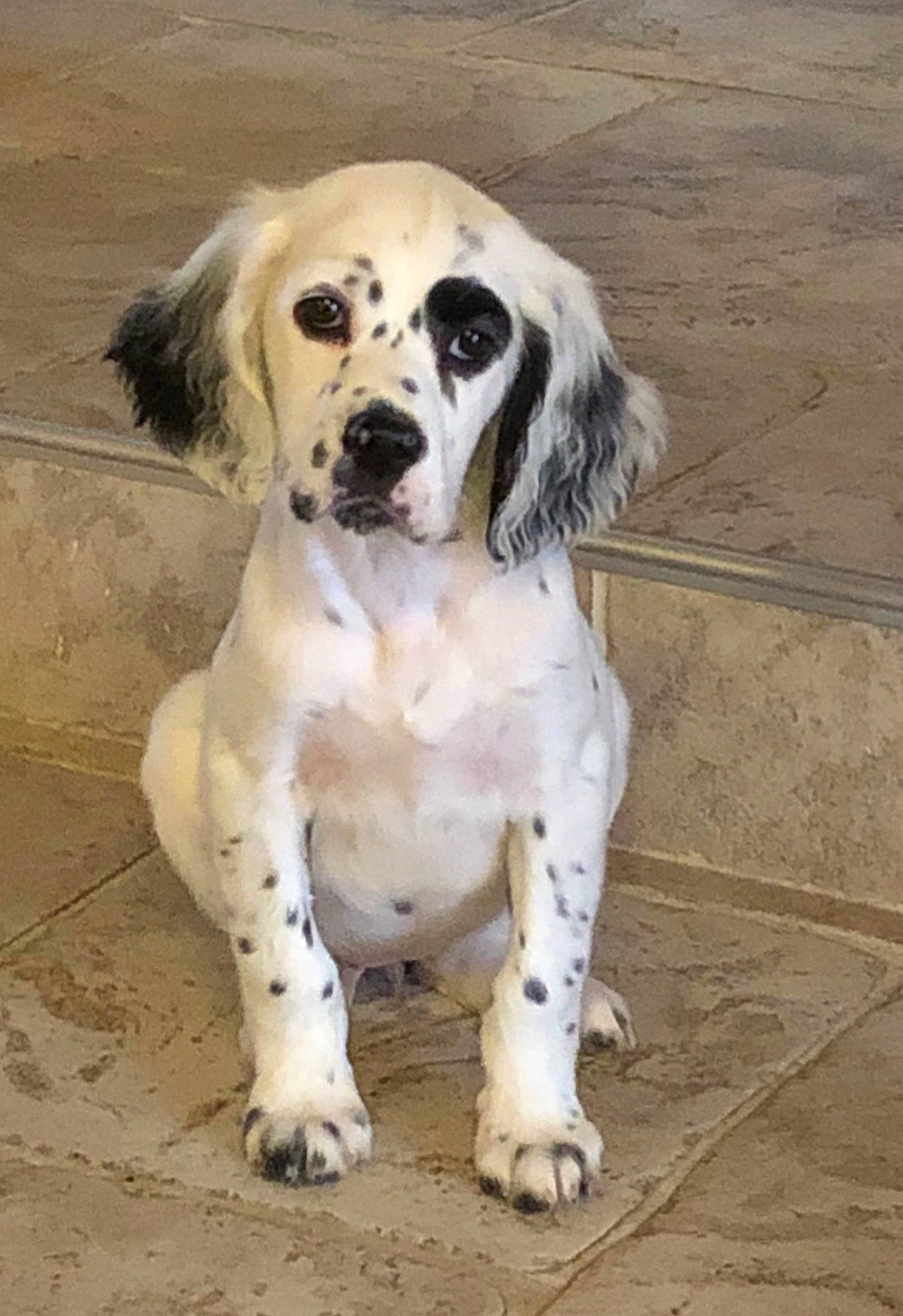 Paloma a rejoint le concours — aidez-le/la à gagner de superbes lots ! canidae, carnivore, companion_dog, dog, dog_breed, english_setter, fawn, hunting_dog, mammal, rare_breed_dog, retriever, setter, snout, sporting_group, vertebrate