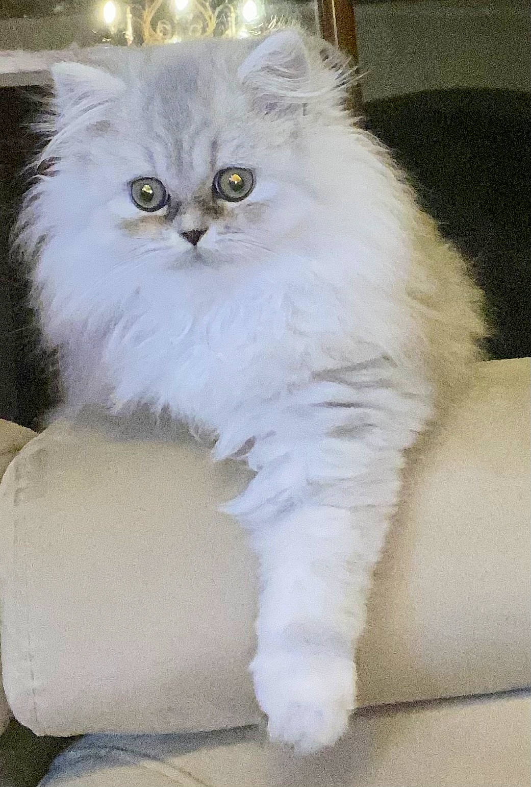 Reina participe au concours pour gagner de l'argent avec cette photo : asian_semi_longhair, british_longhair, british_semi_longhair, carnivore, cat, domestic_long_haired_cat, eye, fawn, felidae, fur, kitten, mammal, napoleon_cat, norwegian_forest_cat, persian, ragamuffin, small_to_medium_sized_cats, vertebrate, whiskers