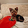 dog, yorkshire_terrier, puppy, toy_ball, colorful_toy, blanket, red_blanket, couch, sofa, indoor, pet, ears, eyes, paws, fur, small_dog, resting, looking_at_camera, cozy, portrait