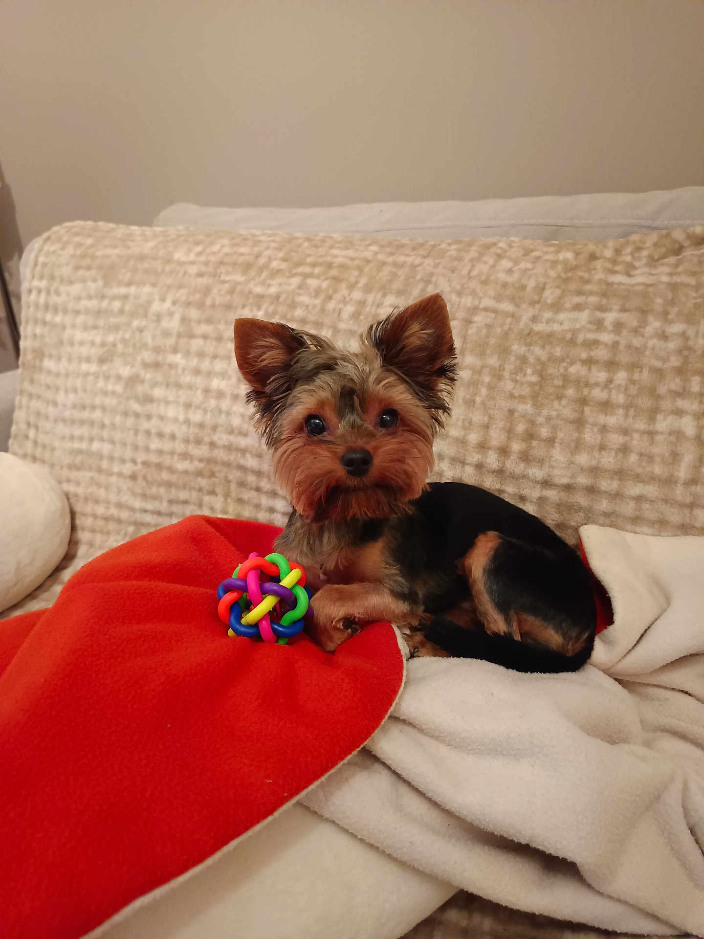 Aby a rejoint le concours — aidez-le/la à gagner de superbes lots ! dog, yorkshire_terrier, puppy, toy_ball, colorful_toy, blanket, red_blanket, couch, sofa, indoor, pet, ears, eyes, paws, fur, small_dog, resting, looking_at_camera, cozy, portrait