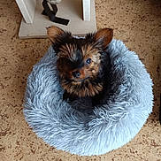 Aby Sauvage a rejoint le concours — aidez-le/la à gagner de superbes lots ! dog, puppy, pet_bed, fluffy, small_dog, ears, floor, decor, indoor, cozy, brown, black, cute, fur, animal, home, looking_up, soft, compact, resting