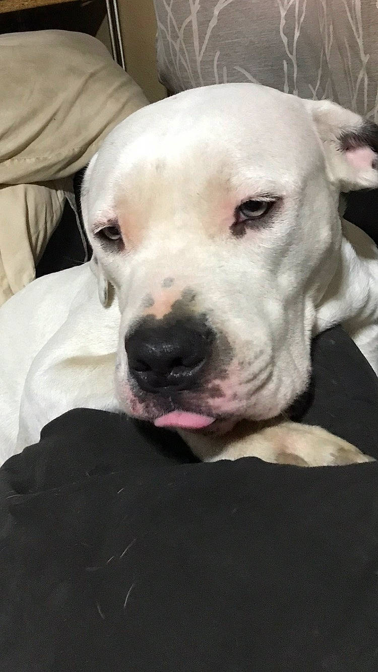 Arctica is registered to the contest to win money with this photo: canidae, carnivore, collar, companion_dog, cordoba_fighting_dog, dog, dog_breed, dog_collar, ear, fawn, non_sporting_group, snout, sporting_group, whiskers, working_animal