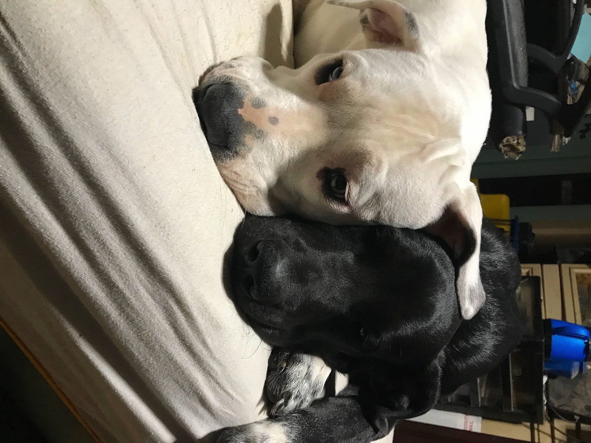 Arctica is registered to the contest to win money with this photo: canidae, carnivore, comfort, companion_dog, dog, dog_breed, fawn, fur, guard_dog, nap, non_sporting_group, paw, puppy, snout, sporting_group, vertebrate, whiskers, working_animal