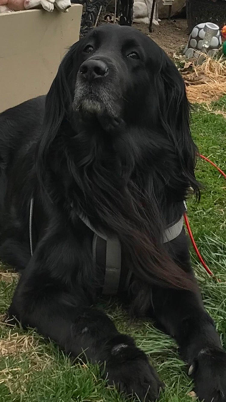 Shylo is registered to the contest to win money with this photo: canidae, carnivore, companion_dog, dog, dog_breed, fang, fur, grass, gun_dog, hunting_dog, liver, plant, snout, spaniel, sporting_group, terrestrial_animal, whiskers, wildlife, working_animal, working_dog