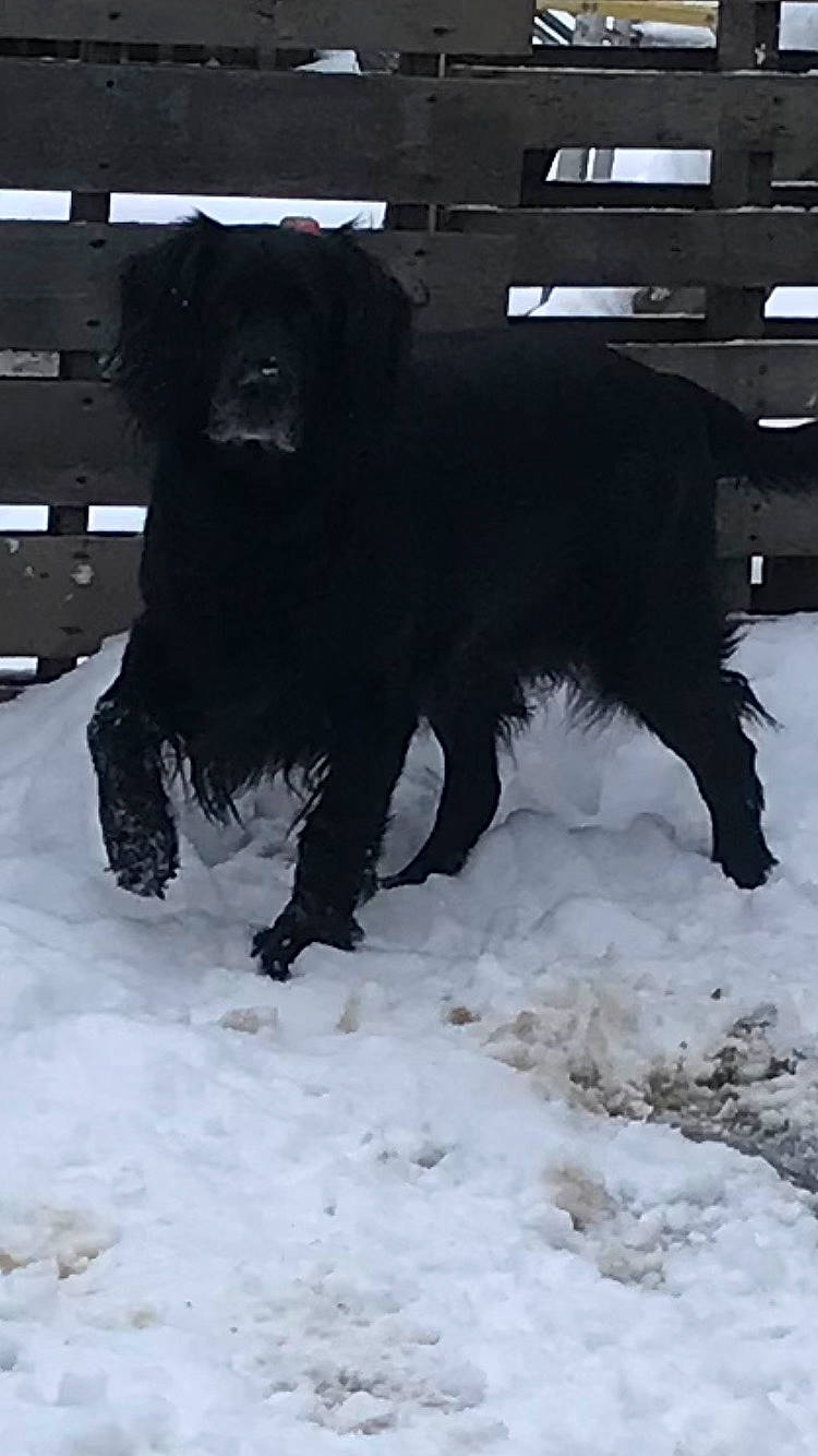 Shylo joined the competition — help win amazing prizes! borador, canidae, carnivore, companion_dog, dog, dog_breed, dog_collar, freezing, fur, gun_dog, snout, snow, sporting_group, tail, terrestrial_animal, winter, working_animal, working_dog