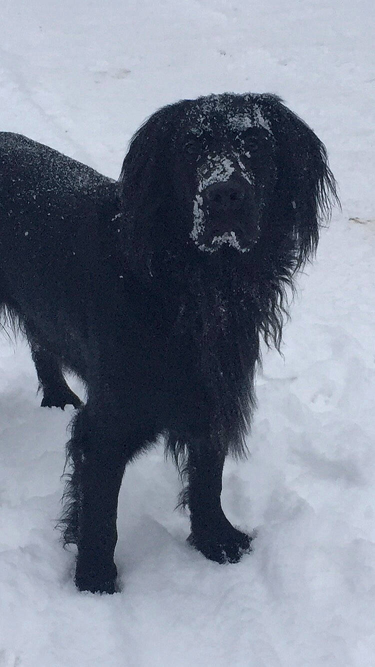 Shylo joined the competition — help win amazing prizes! ancient_dog_breeds, canidae, carnivore, companion_dog, dog, dog_breed, fur, gaddi_kutta, liver, snout, snow, sporting_group, terrestrial_animal, winter, working_animal, working_dog