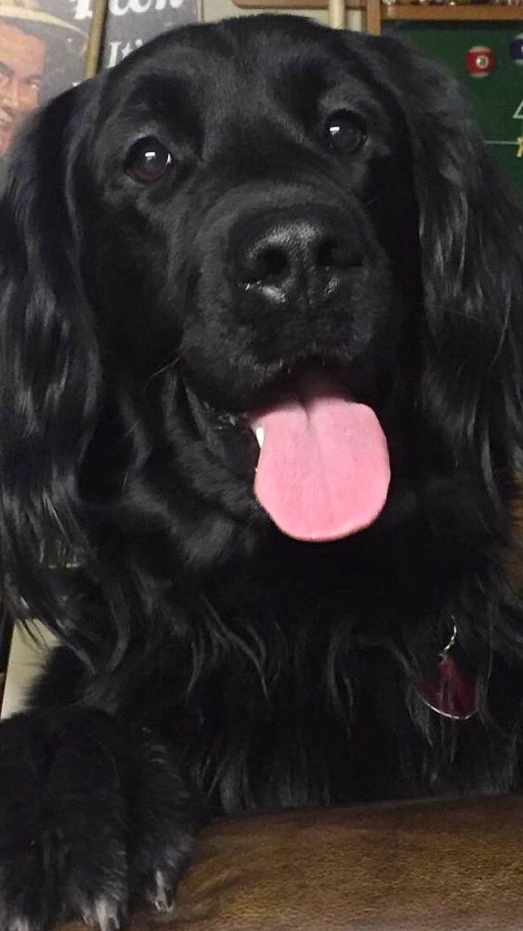 Shylo joined the competition — help win amazing prizes! borador, canidae, carnivore, companion_dog, dog, dog_breed, dog_collar, fur, gun_dog, hunting_dog, liver, snout, sporting_group, terrestrial_animal, working_animal, working_dog