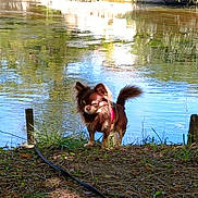 Romeo participe au concours pour gagner de l'argent avec cette photo : animal, brown_dog, canine, chihuahua, dog, ears, fur, grass, leaf, nature, outdoor, peaceful, pet, river, shadow, small_dog, sunlight, tail, tree, water